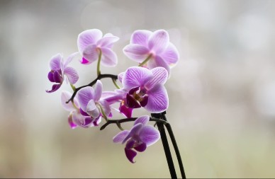 6.500 orhideja i prizor koji oduzima dah - Festival koji je zaludeo Britance