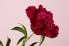 Raskošni božur - ključnih 6 stvari za negu prelepog cveta koji dugo traje