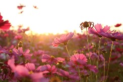 Želite li šarenu baštu? Iskusni baštovani već sade ovu biljku