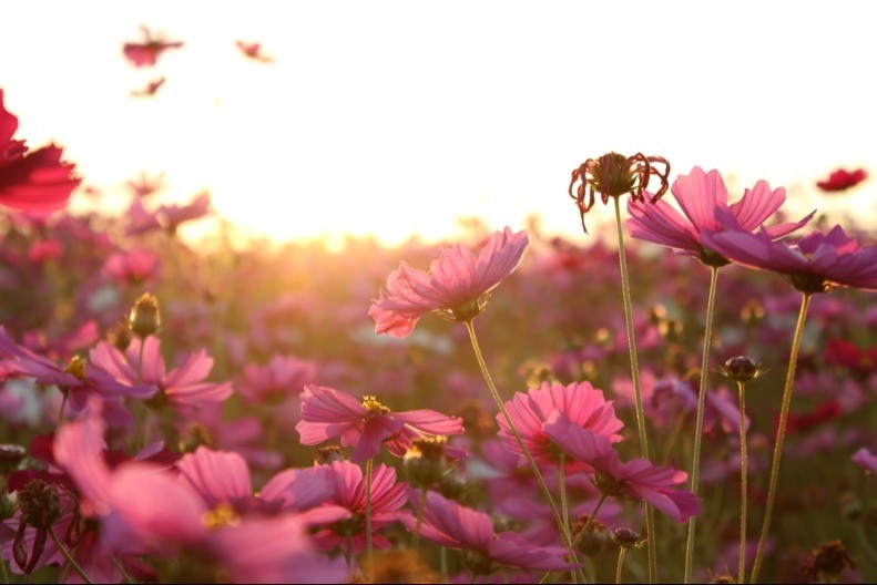 Želite li šarenu baštu? Iskusni baštovani već sade ovu biljku