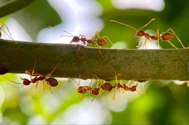 Kako se rešiti mrava u bašti bez hemikalija i oštećenja biljaka