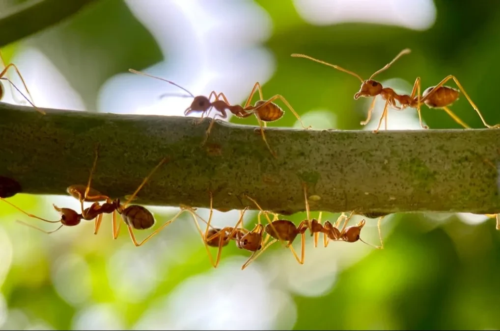 Kako se rešiti mrava u bašti bez hemikalija i oštećenja biljaka