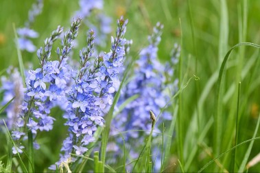 Prirodno blago iz bašte -ova biljka čuva jetru i pluća, a smanjuje znojenje