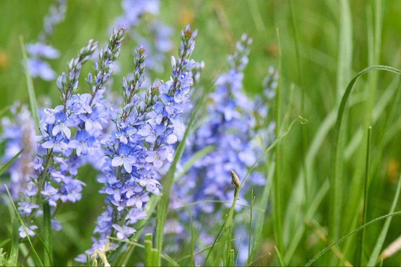 Prirodno blago iz bašte -ova biljka čuva jetru i pluća, a smanjuje znojenje