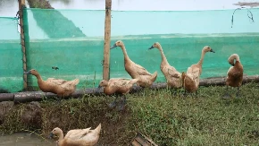 Patke koje jedu puževe - spas za baštu, ali ne podnose usamljenost