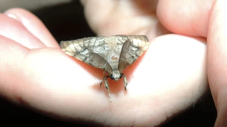 Za brzo i lako otklanjanje moljaca u ormaru - beže od mirisa ovih biljaka koje imate u kući 