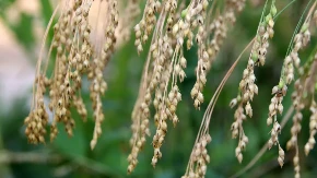 Jedna od najzdravjih namirnica a nikada je nema na stolu - odlična za srce i kosti 