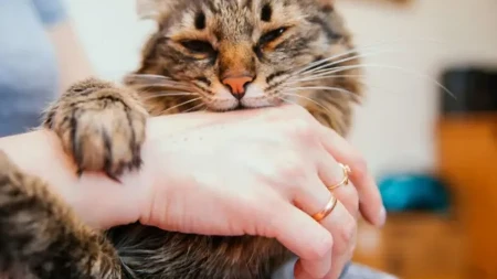 Ako vas mačka stalno prati, ovo je pravi razlog