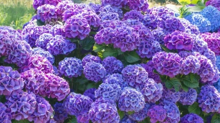 Pogrešno zalivanje uništava hortenzije