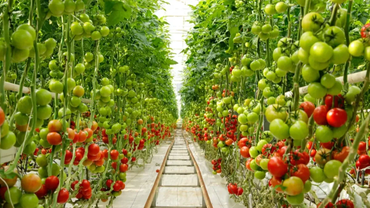 Ne treba zemlja, nema korova - novi način uzgoja biljaka zaludeo je internet (VIDEO)