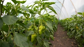 Prirodno đubrivo iz kuhinje - ako sadnice paprike zalijete ovim sastojkom rod će biti krupan i obilat