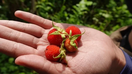 Zašto su jagode toliko zdrave? Ovo su tri ključna razloga