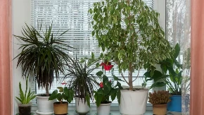 Ne bacajte novac na prečišćivače - ove 3 biljke rade isti posao 