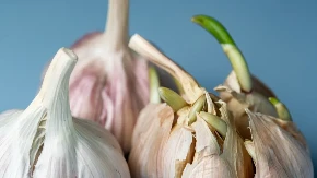 Proklijali luk nije za smeće - kada ga treba baciti, a kada ne