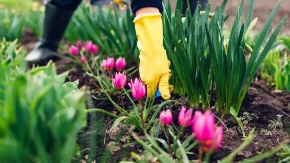 Donose mir, blagostanje i sreću - izdvajmo nekoliko cvetnih biljaka koje treba zasaditi u vreme Uskrsa 