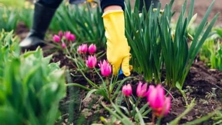 Donose mir, blagostanje i sreću - izdvajmo nekoliko cvetnih biljaka koje treba zasaditi u vreme Uskrsa 