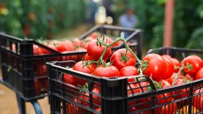 Paradajz raste veći uz ovaj besplatan sastojak iz kuhinje