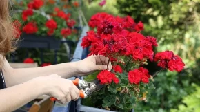 Cveće koje su obožavale naše bake, danas su pravi letnji hit za vaš balkon