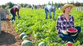 Kako čuvati lubenicu da ostane sočna danima