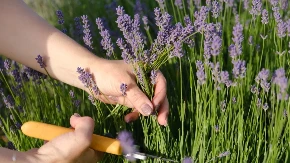 Lavanda nije samo ukras - čuva zdravlje, tera komarce i lako se gaji
