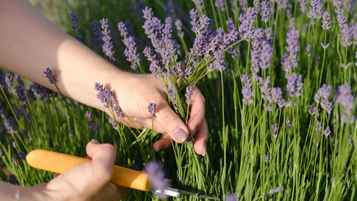 Lavanda nije samo ukras - čuva zdravlje, tera komarce i lako se gaji