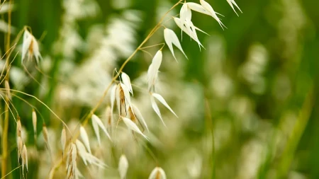 Vlasnici kućnih ljubimaca treba da obrate pažnju - jedna trava je velika sezonska opasnost za pse 