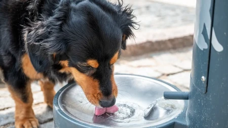 Mnogi ih ostavljaju iz dobre namere, ali veterinari upozoravaju - ne dozvolite psu da pije iz njih