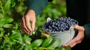 Nikada ne berite borovnice dok ne proverite ovaj detalj - tu se krije razlika između slatkih i kiselih
