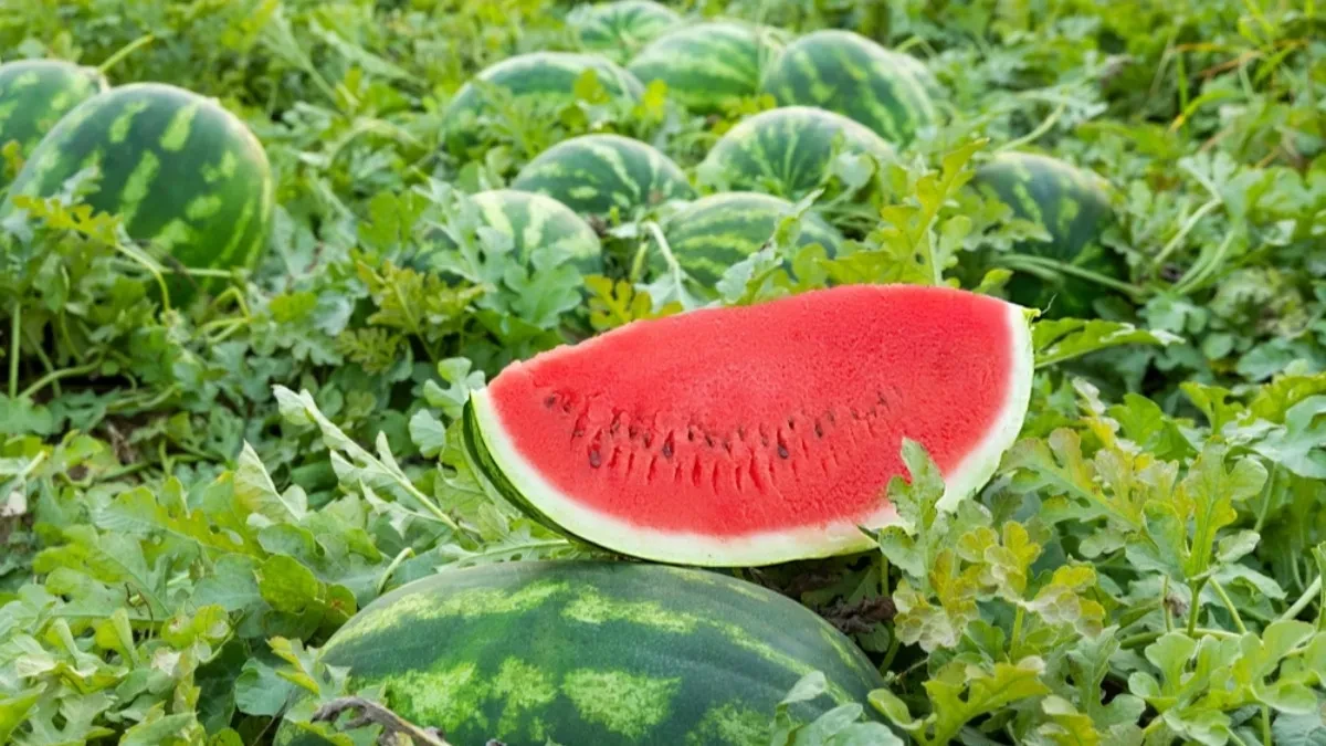 Ne kucajte više po lubenici - stručnjaci otkrili trik koji pokazuje da li je zrela