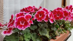  Ovo je cveće koje su obožavale naše bake, a sada je ponovo pravi letnji hit za vaš balkon 