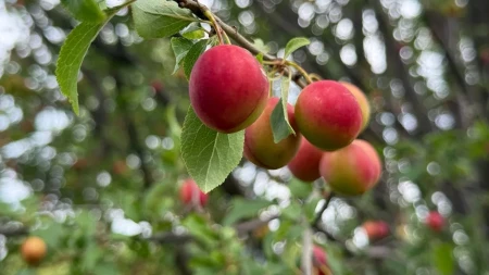 Raste gotovo svuda, a mnogi je zanemaruju - starinsko voće puno vitamina i minerala