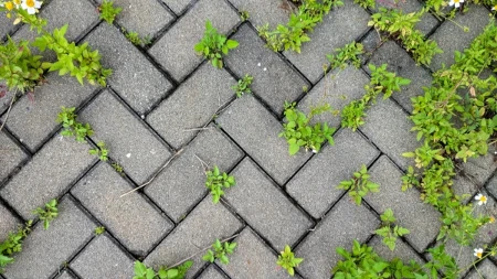 Trava između ploča stalno se vraća - jednostavan trik sprečava njen rast