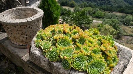 Čuvarkuća kao ukras za dvorište - stare cigle i saksije postaju prelepe zelene dekoracije