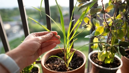 Citronela tera komarce, a lako se gaji – mirisna zaštita za balkon i terasu