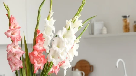 Bujno lišće bez cvetova – najčešće greške u uzgoju gladiola