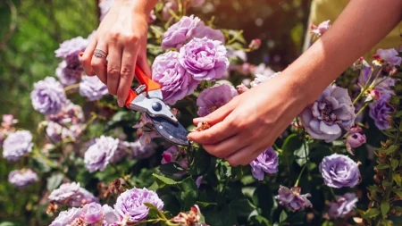 Ruže mogu cvetati do prvih mrazeva – izbegnite čestu septembarsku grešku