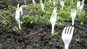 Plastične viljuške u bašti - trik koji štiti biljke od mačaka i pasa bez hemikalija