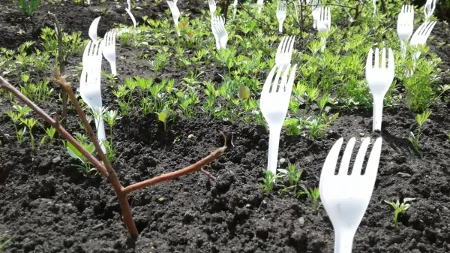 Plastične viljuške u bašti - trik koji štiti biljke od mačaka i pasa bez hemikalija