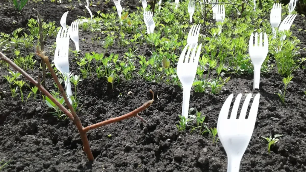 Plastične viljuške u bašti - trik koji štiti biljke od mačaka i pasa bez hemikalija