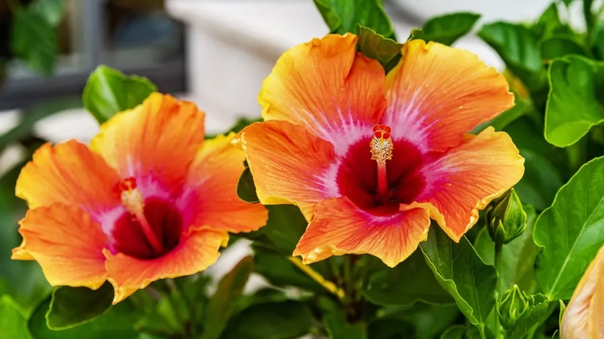 Pravilno orezivanje hibiskusa – saveti za veće i lepše cvetove