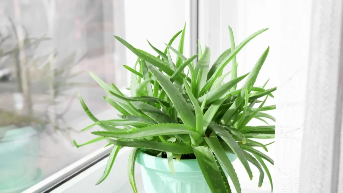 Aloe vera vam ne uspeva u stanu – proverite gde je držite i kako je zalivate