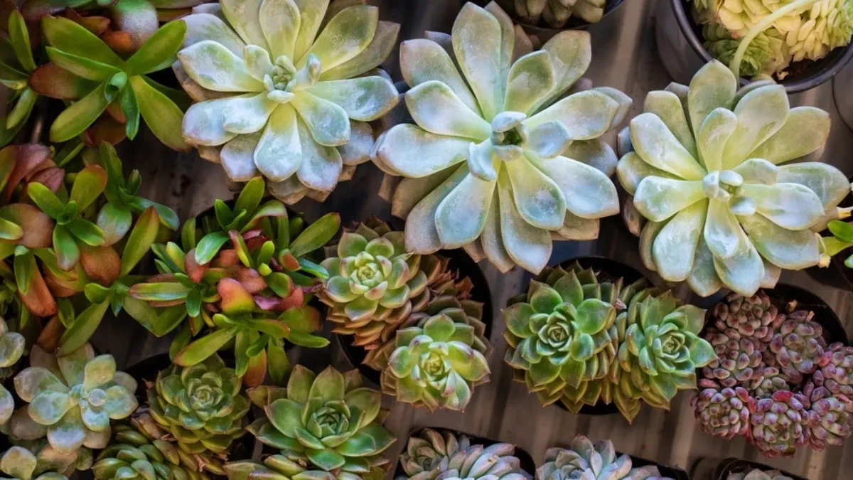 Koliko često orezivati sukulente – saveti za pravilno skraćivanje