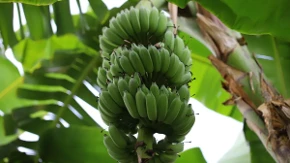 Priroda napravila „sladoled od banane“ - upoznajte neobičnu Java bananu (FOTO)
