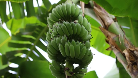 Priroda napravila „sladoled od banane“ - upoznajte neobičnu Java bananu (FOTO)