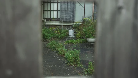 Komšijina biljka prešla u vaše dvorište - dobro razmislite pre nego što uzmete makaze