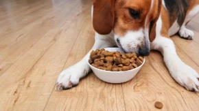 Pas se ugojio, a niste primetili? Znaci koji otkrivaju višak kilograma