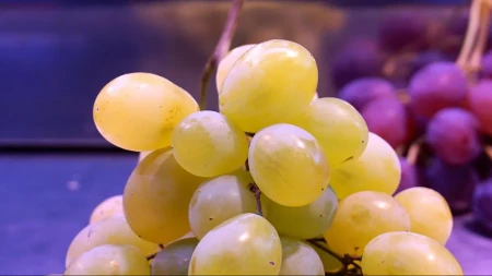 Slatko, sočno i zdravo - Da li je grožđe nepravedno dobilo etiketu „voća koje goji“?