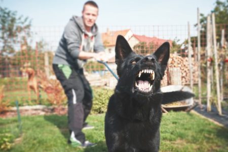 ŠTITIĆE SVOJU PORODICU DO SMRTI Ovo je 15 najopasnijih rasa pasa